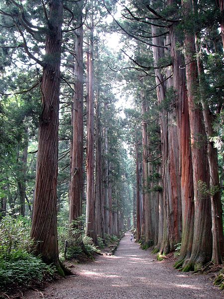 Liễu sam (Còn gọi là bách Nhật Bản, tuyết tùng Nhật Bản, họ bách, chi bụt mộc, cây gỗ lâu năm)